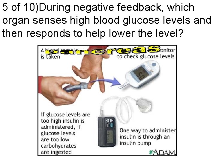 5 of 10)During negative feedback, which organ senses high blood glucose levels and then