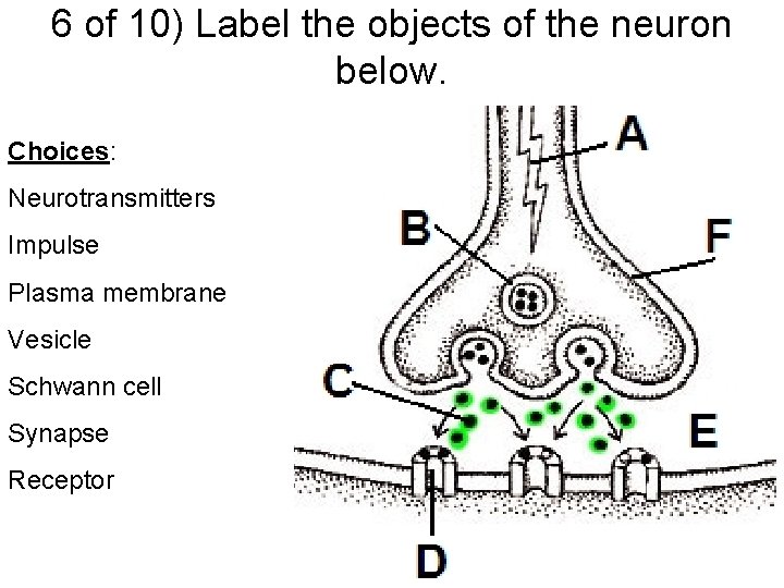 6 of 10) Label the objects of the neuron below. Choices: Neurotransmitters Impulse Plasma