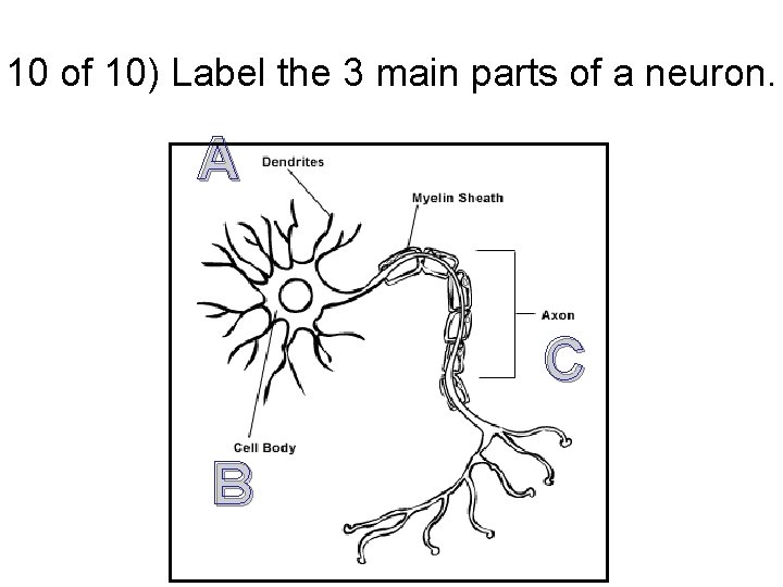 10 of 10) Label the 3 main parts of a neuron. A C B