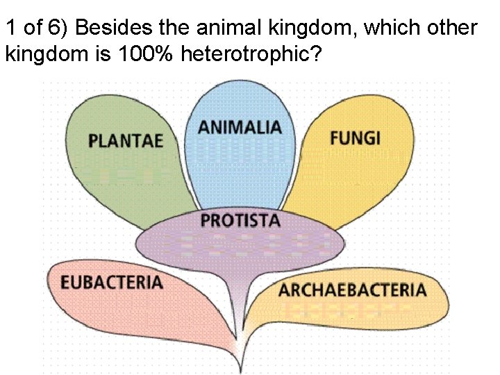 1 of 6) Besides the animal kingdom, which other kingdom is 100% heterotrophic? 