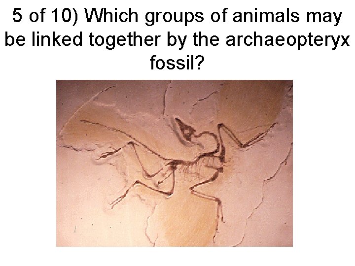 5 of 10) Which groups of animals may be linked together by the archaeopteryx