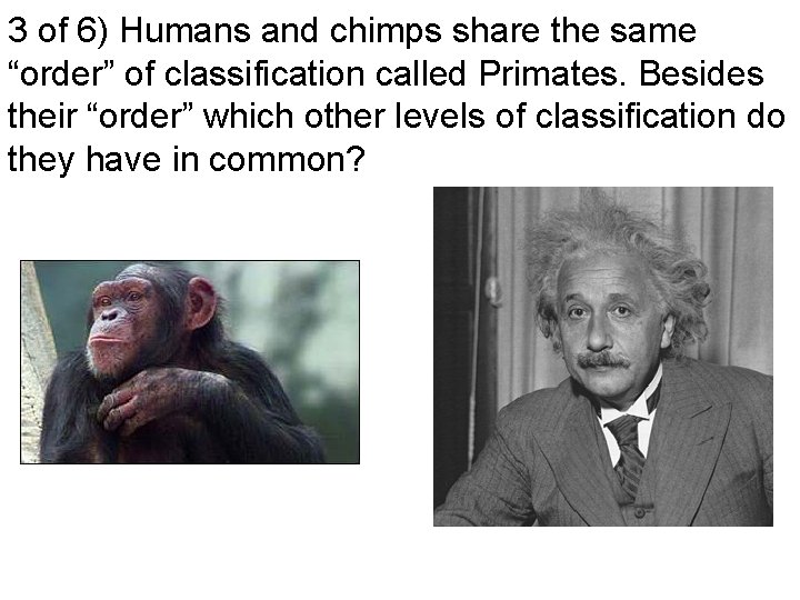 3 of 6) Humans and chimps share the same “order” of classification called Primates.