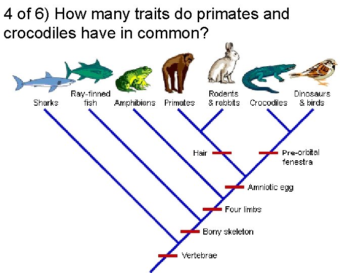 4 of 6) How many traits do primates and crocodiles have in common? 