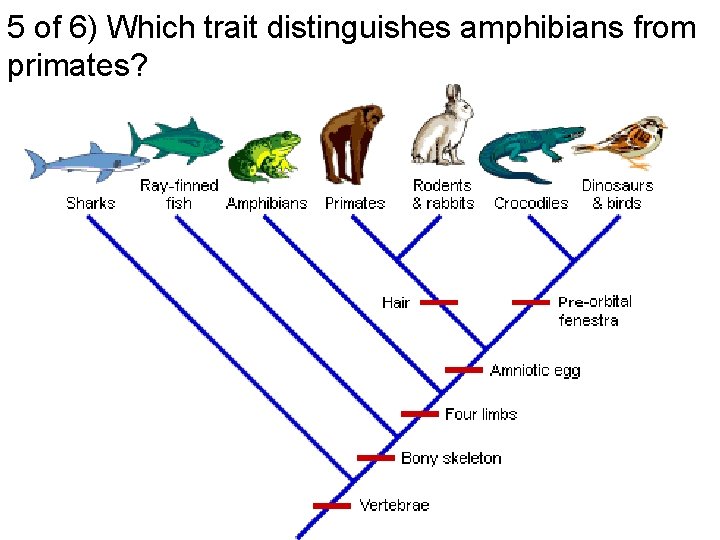 5 of 6) Which trait distinguishes amphibians from primates? 