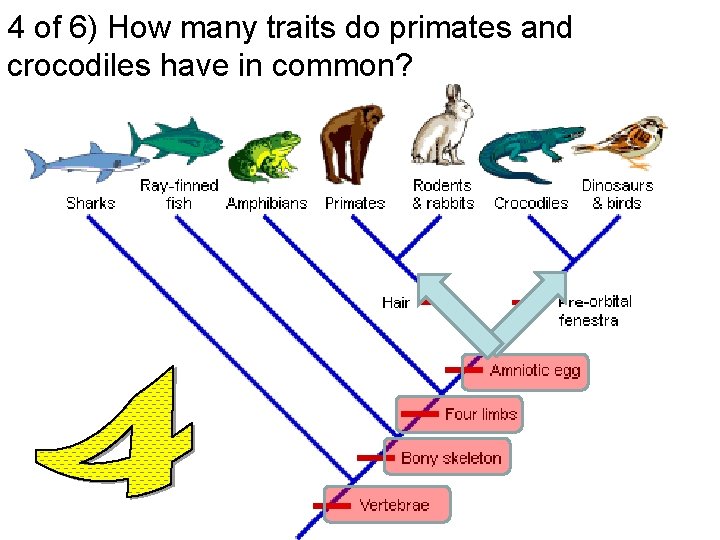 4 of 6) How many traits do primates and crocodiles have in common? 