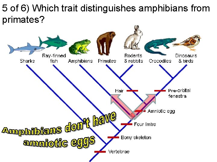 5 of 6) Which trait distinguishes amphibians from primates? 
