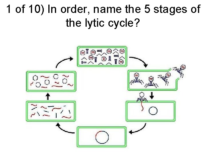 1 of 10) In order, name the 5 stages of the lytic cycle? 