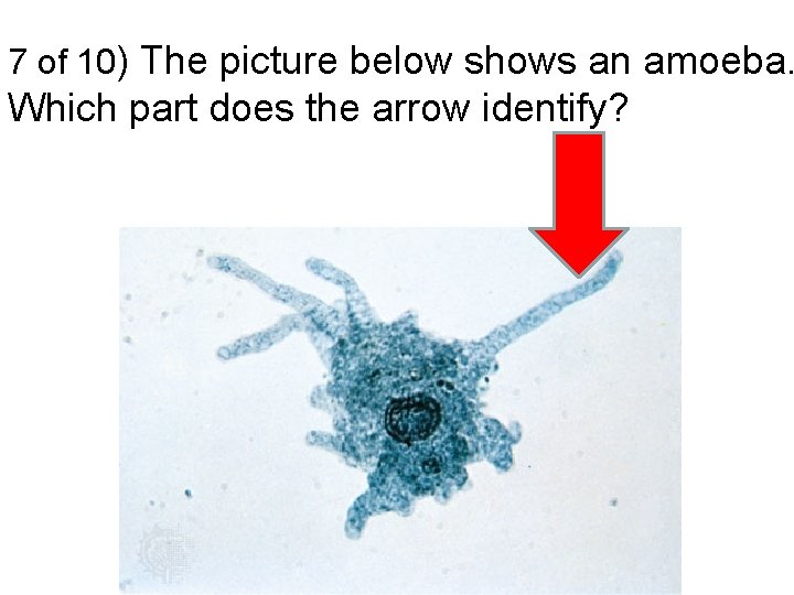 7 of 10) The picture below shows an amoeba. Which part does the arrow