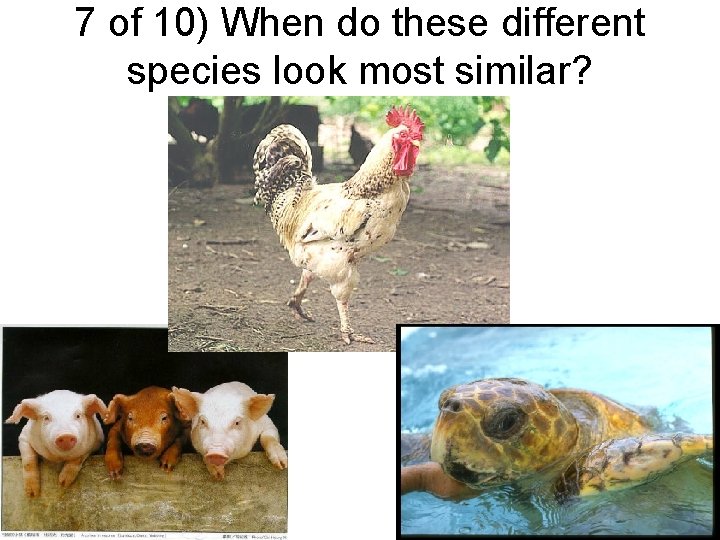 7 of 10) When do these different species look most similar? 
