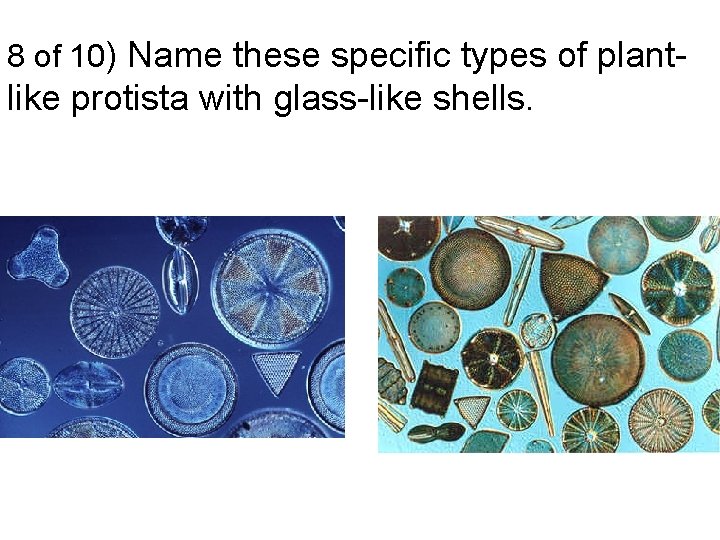 8 of 10) Name these specific types of plant- like protista with glass-like shells.