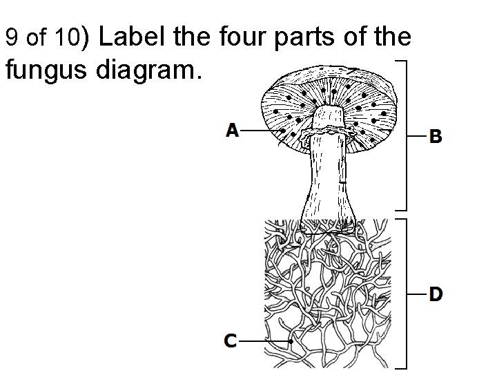9 of 10) Label the four parts of the fungus diagram. 