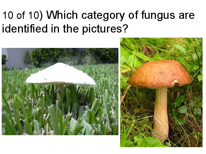 10 of 10) Which category of fungus are identified in the pictures? 