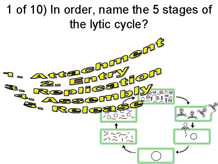 1 of 10) In order, name the 5 stages of the lytic cycle? 