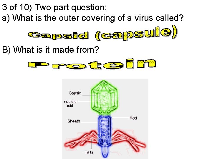 3 of 10) Two part question: a) What is the outer covering of a