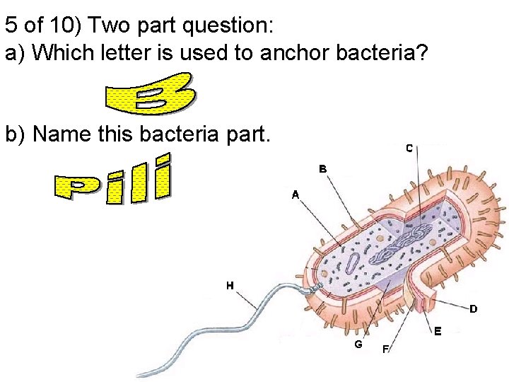 5 of 10) Two part question: a) Which letter is used to anchor bacteria?