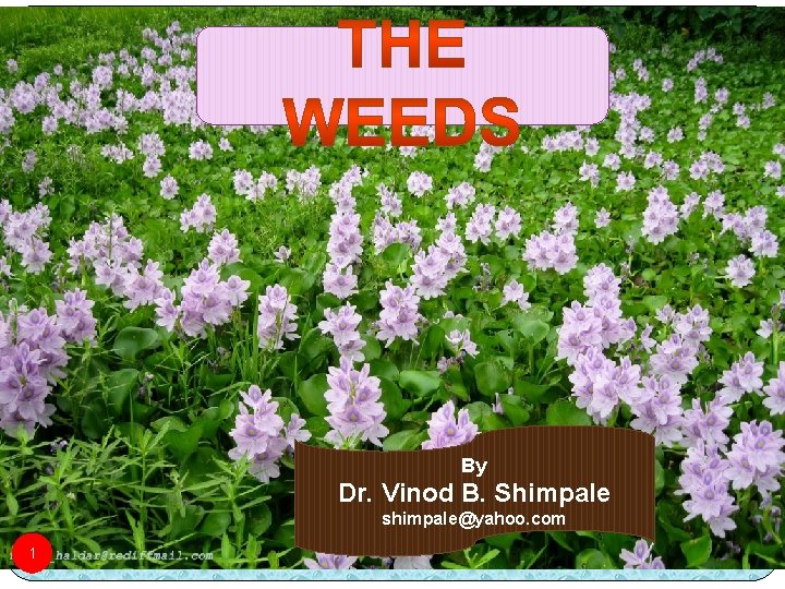 By Dr. Vinod B. Shimpale shimpale@yahoo. com 1 