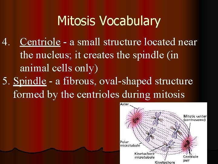 Mitosis Vocabulary 4. Centriole - a small structure located near the nucleus; it creates