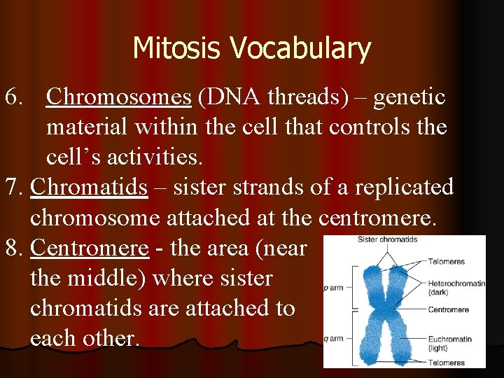 Mitosis Vocabulary 6. Chromosomes (DNA threads) – genetic material within the cell that controls