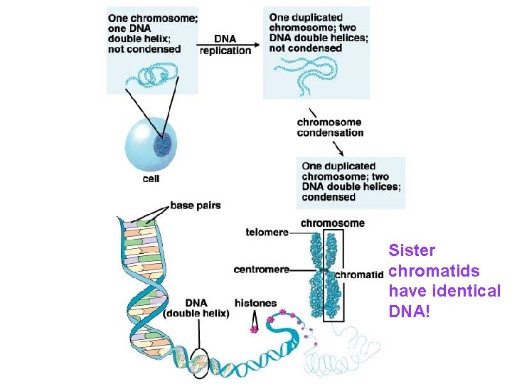 Sister chromatids have identical DNA! 