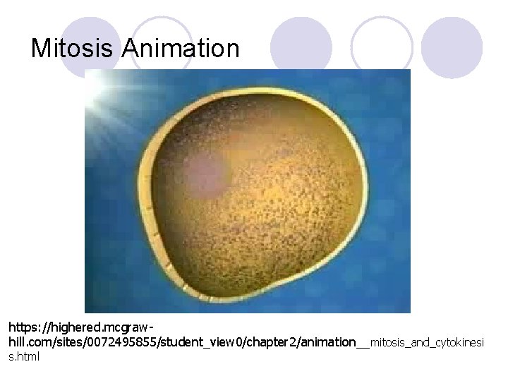 Mitosis Animation https: //highered. mcgrawhill. com/sites/0072495855/student_view 0/chapter 2/animation__ mitosis_and_cytokinesi s. html 