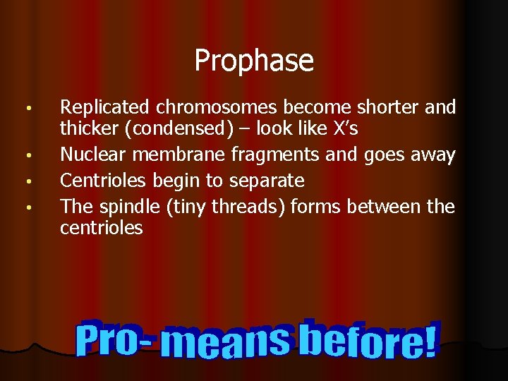 Prophase • • Replicated chromosomes become shorter and thicker (condensed) – look like X’s