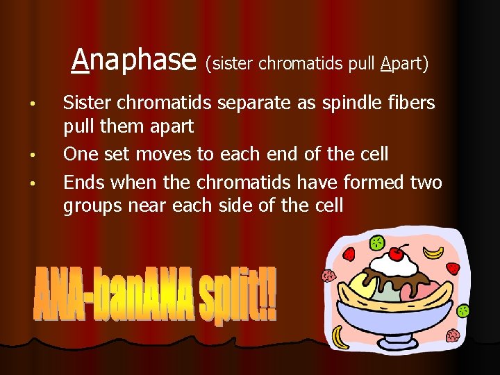 Anaphase (sister chromatids pull Apart) • • • Sister chromatids separate as spindle fibers