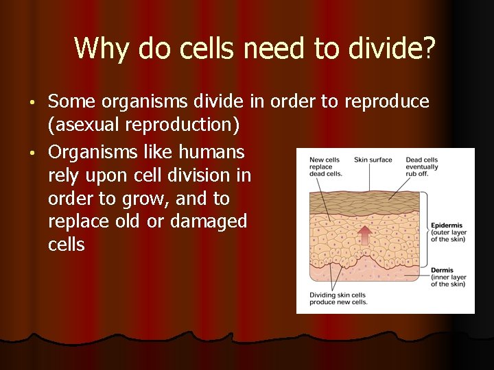 Why do cells need to divide? Some organisms divide in order to reproduce (asexual