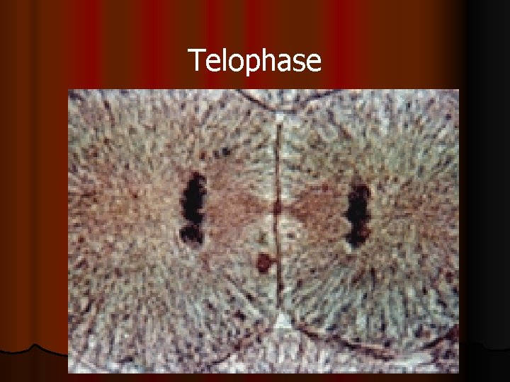 Telophase 