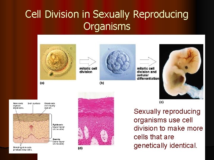 Cell Division in Sexually Reproducing Organisms Sexually reproducing organisms use cell division to make