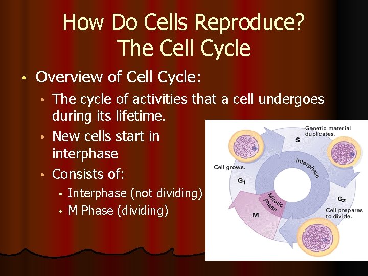 How Do Cells Reproduce? The Cell Cycle • Overview of Cell Cycle: The cycle