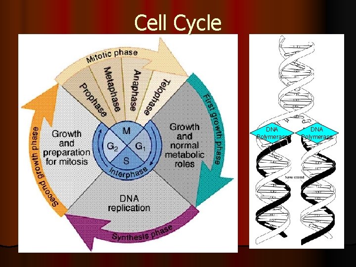 Cell Cycle DNA Polymerase 