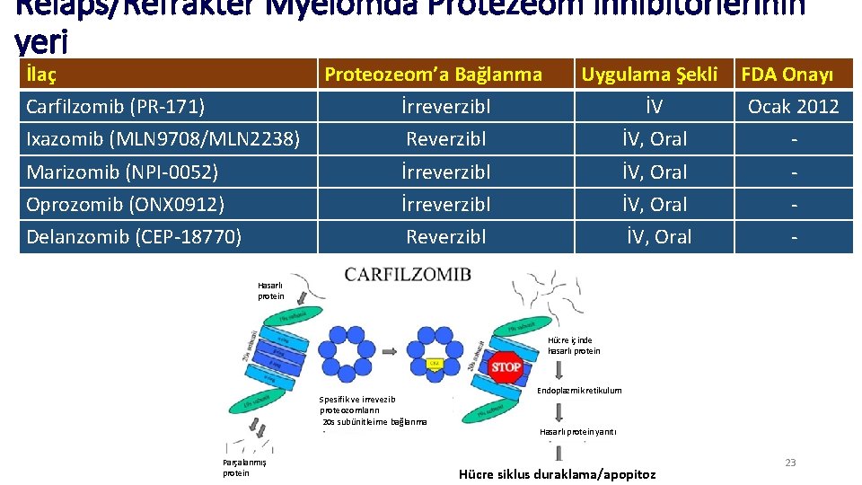 Relaps/Refrakter Myelomda Protezeom inhibitörlerinin yeri İlaç Carfilzomib (PR-171) Ixazomib (MLN 9708/MLN 2238) Proteozeom’a Bağlanma