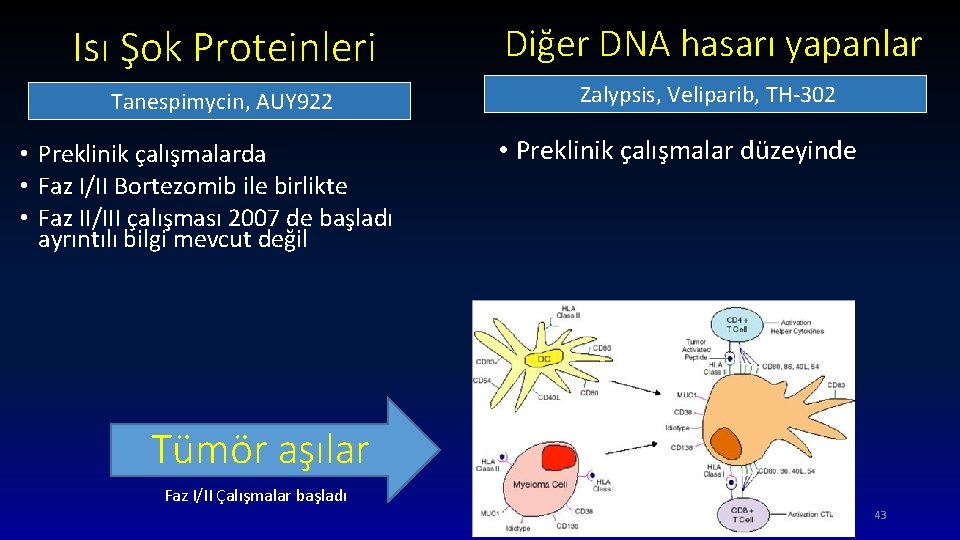 Isı Şok Proteinleri Diğer DNA hasarı yapanlar Tanespimycin, AUY 922 Zalypsis, Veliparib, TH-302 •
