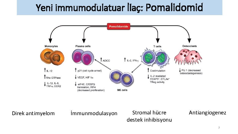 Yeni immumodulatuar İlaç: Pomalidomid Direk antimyelom İmmunmodulasyon Stromal hücre destek inhibisyonu Antiangiogenez 7 