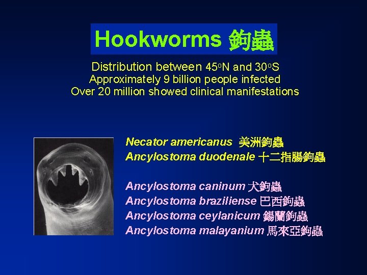 Hookworms 鉤蟲 Distribution between 45 o. N and 30 o. S Approximately 9 billion