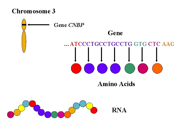 Chromosome 3 Gene CNBP Gene …ATCCCTGCCTG GTG CTC AAG Amino Acids RNA 