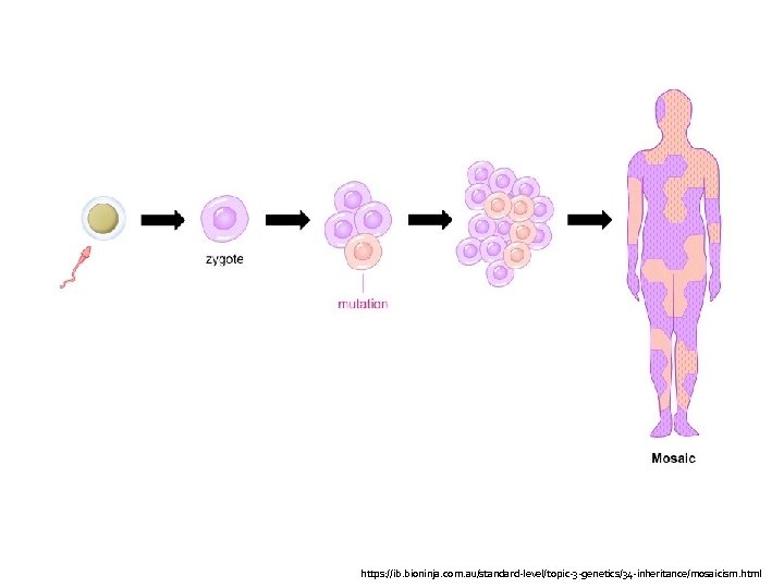 https: //ib. bioninja. com. au/standard-level/topic-3 -genetics/34 -inheritance/mosaicism. html 