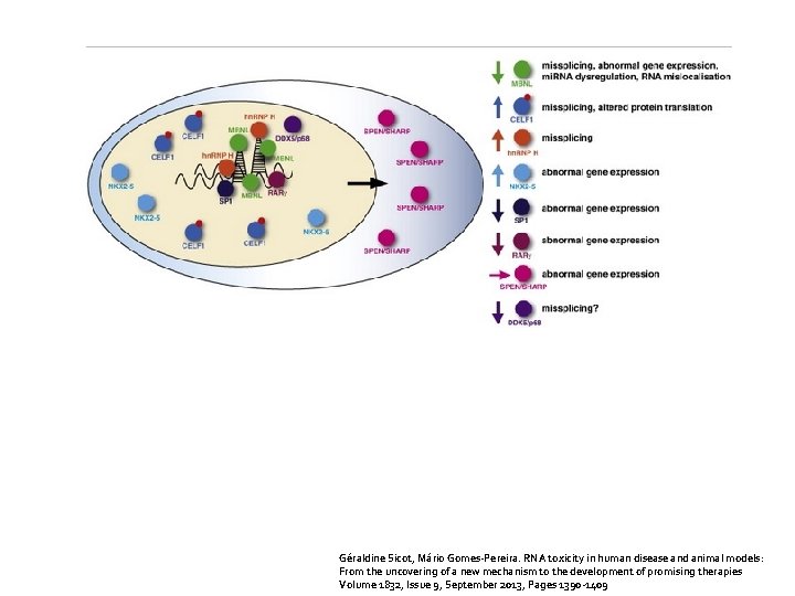 Géraldine Sicot, Mário Gomes-Pereira. RNA toxicity in human disease and animal models: From the