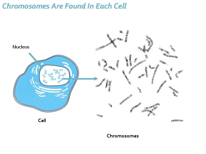 Chromosomes Are Found In Each Cell Nucleus Cell Chromosomes 