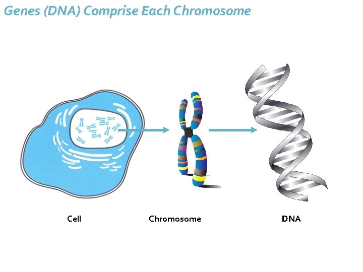 Genes (DNA) Comprise Each Chromosome Cell Chromosome DNA 
