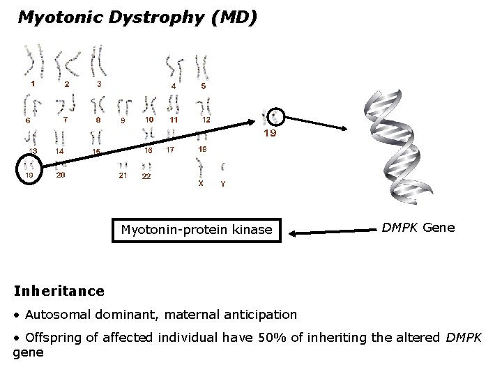 Myotonic Dystrophy (MD) Myotonin-protein kinase DMPK Gene Inheritance • Autosomal dominant, maternal anticipation •