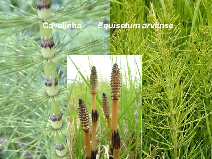 Cavalinha Equisetum arvense 