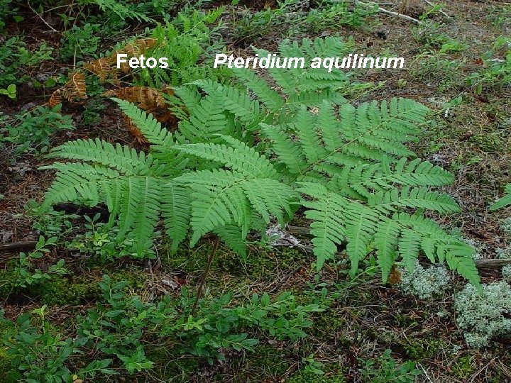 Fetos Pteridium aquilinum 