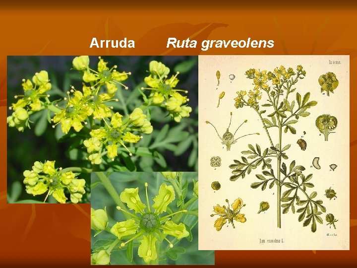 Arruda Ruta graveolens 