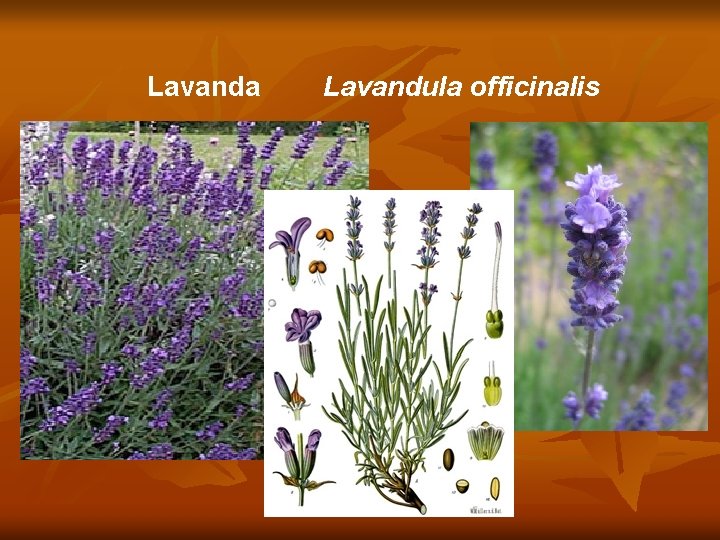 Lavanda Lavandula officinalis 