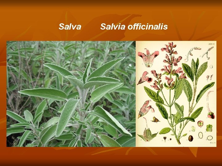 Salva Salvia officinalis 