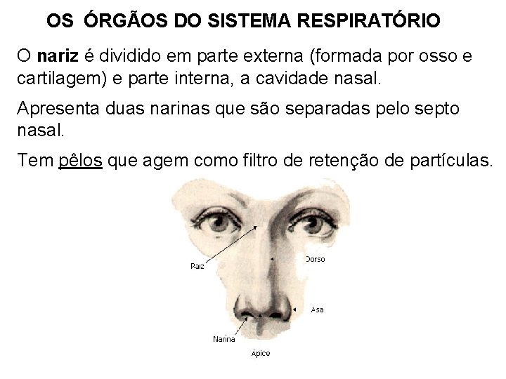OS ÓRGÃOS DO SISTEMA RESPIRATÓRIO O nariz é dividido em parte externa (formada por