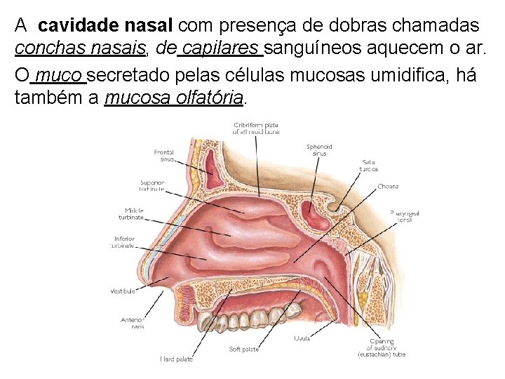 A cavidade nasal com presença de dobras chamadas conchas nasais, de capilares sanguíneos aquecem