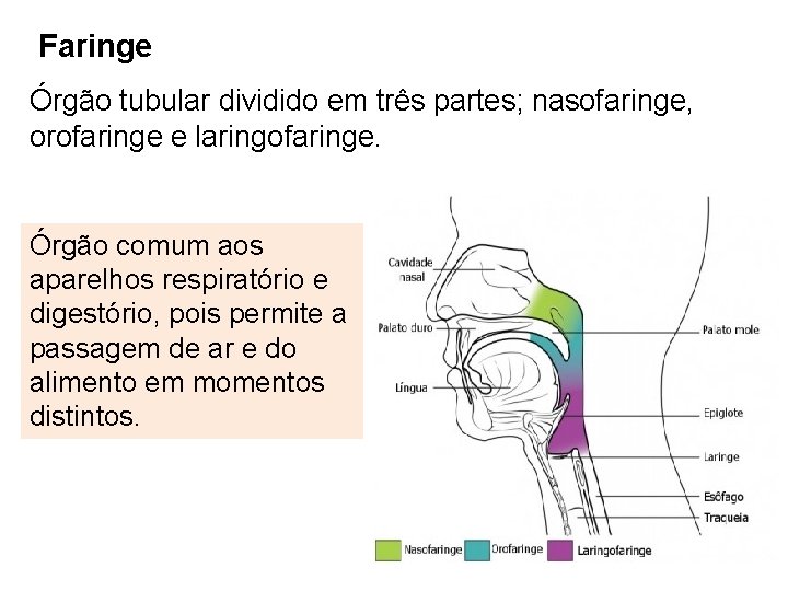 Faringe Órgão tubular dividido em três partes; nasofaringe, orofaringe e laringofaringe. Órgão comum aos