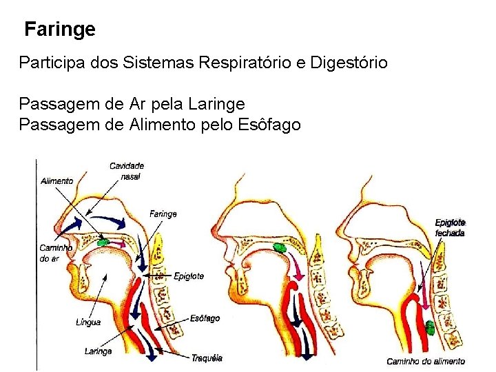 Faringe Participa dos Sistemas Respiratório e Digestório Passagem de Ar pela Laringe Passagem de